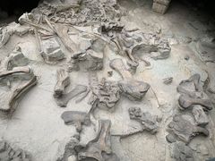 -自贡恐龙博物馆