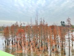 -白鹭湾湿地公园