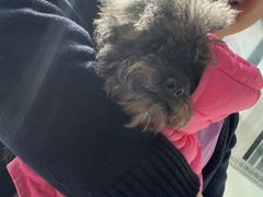 -北京派仕佳德动物医院·超导核磁·CT·神经科·骨科·内外科·急重症管理中心