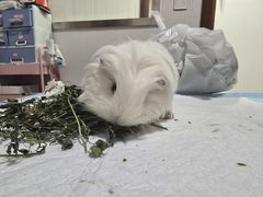 -守诺宠物医院·眼科· 特色牙科·异宠专科(虹口店)