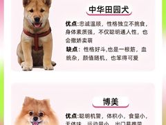 -翊宠yipet猫狗购宠庄园犬舍•猫舍
