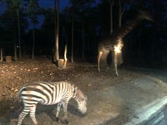 -清迈夜间动物园