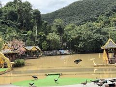 -西双版纳原始森林公园