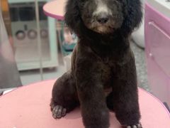 -FAELING PETS美天灵宠物(富力广场店)