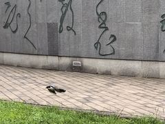 -唐城墙遗址公园