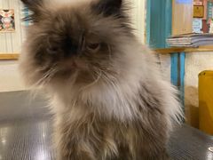 -猫小院猫主题咖啡厅(北锣店)