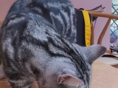 -猫咪派对(江南西店)