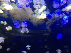 -泉城欧乐堡海洋极地世界