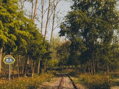 -合肥滨湖国家森林公园