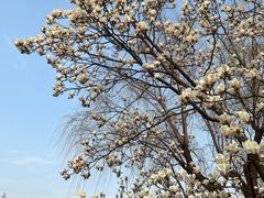 -新虹桥中心花园