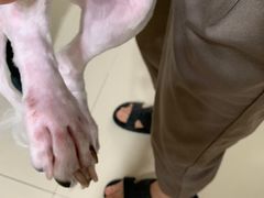 -宠物星动物医院·眼科·异宠·猫科(江南大道总院)