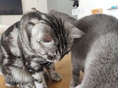 -平行世界·猫咖(首经贸店)