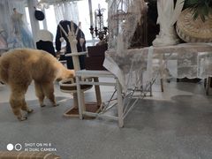 -共舞时光猫咖·狗咖(新街口店)