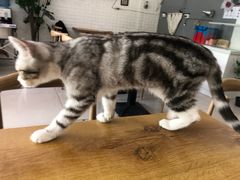 -平行世界·猫咖(首经贸店)