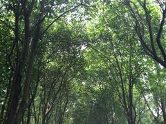 iphone_upload_pic-溱湖国家湿地公园