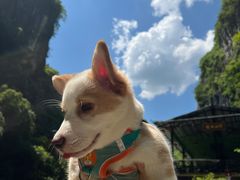 -贝利宠物医院·骨科·眼科·肿瘤转诊中心(南坪诊疗中心)