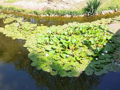 景点-长白岛森林公园