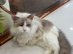-共舞时光猫咖·狗咖(新街口店)