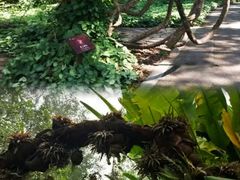 -中国科学院西双版纳热带植物园