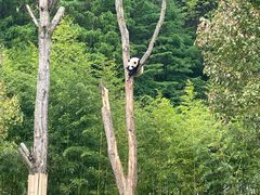 -卧龙中华大熊猫苑神树坪基地