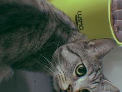 -菠萝格斗巴西柔术训练馆