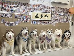 -星多哈·狗咖·拼豆·咖啡