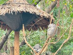 -广州长隆野生动物世界