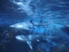 -烟台海昌鲸鲨海洋公园