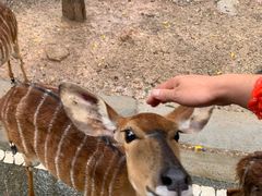 -清迈夜间动物园