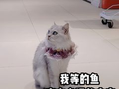 -怪兽屋·羊驼·猫咖·狗咖(俊华广场店)