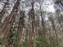 -铁山坪森林公园