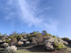 -关山牧场王师烤全羊
