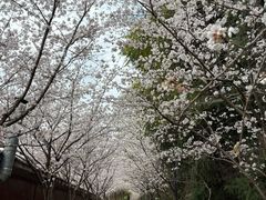 -绵阳盛世樱花悠乐谷