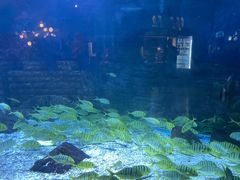 -烟台海昌鲸鲨海洋公园