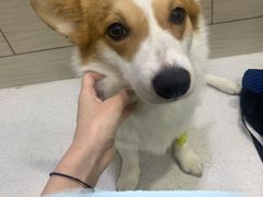 -爱侣宠医·鹦鹉专科·小型哺乳类·异宠专科(灵石路店)