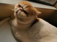-滚猫咖啡·猫咖·猫友好撸猫(未来城店)