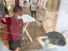 -COLOR PETS 撸猫馆·购猫·猫咖(长风大悦城店)