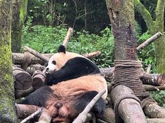 -都江堰中华大熊猫苑