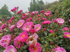 -都江堰玫瑰花溪谷