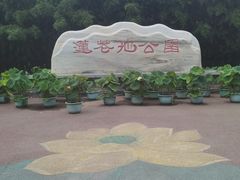 -莲花池公园