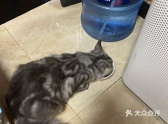 一家靠谱的有态度的猫舍