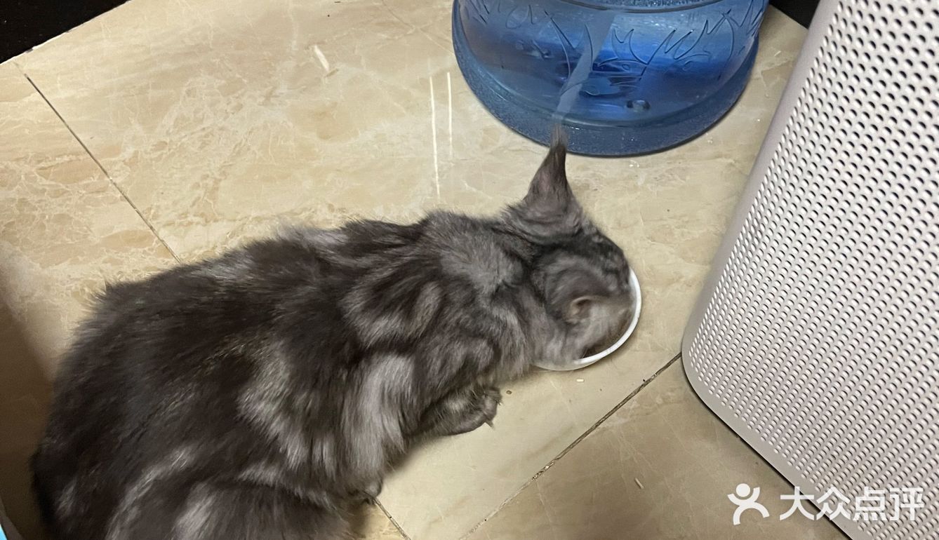 一家靠谱的有态度的猫舍
