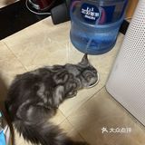 一家靠谱的有态度的猫舍