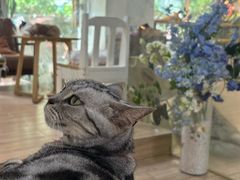 -李小姐の猫咖啡馆(五角场店)