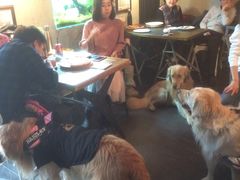 -百好乐宠物友好餐厅(朝外大街店)