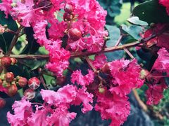 -洛阳市隋唐城遗址植物园