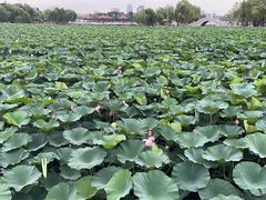 -长春市南湖公园