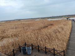 -盐城丹顶鹤湿地生态旅游区