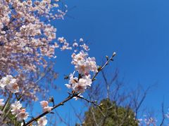 -顾村公园