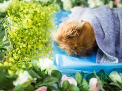 -彩虹桥宠物火化殡葬善终服务(金乐大厦店)